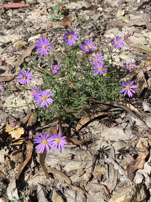 Brachyscome brownii
