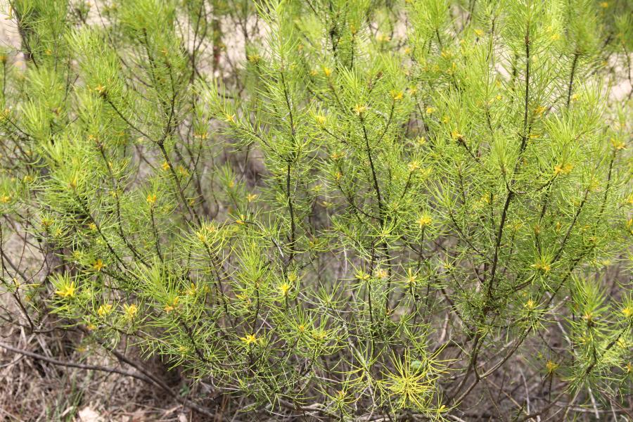 Hunter Valley Plants