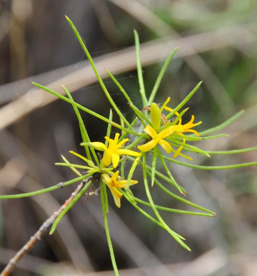 Persoonia pauciflora - North Rothbury Persoonia